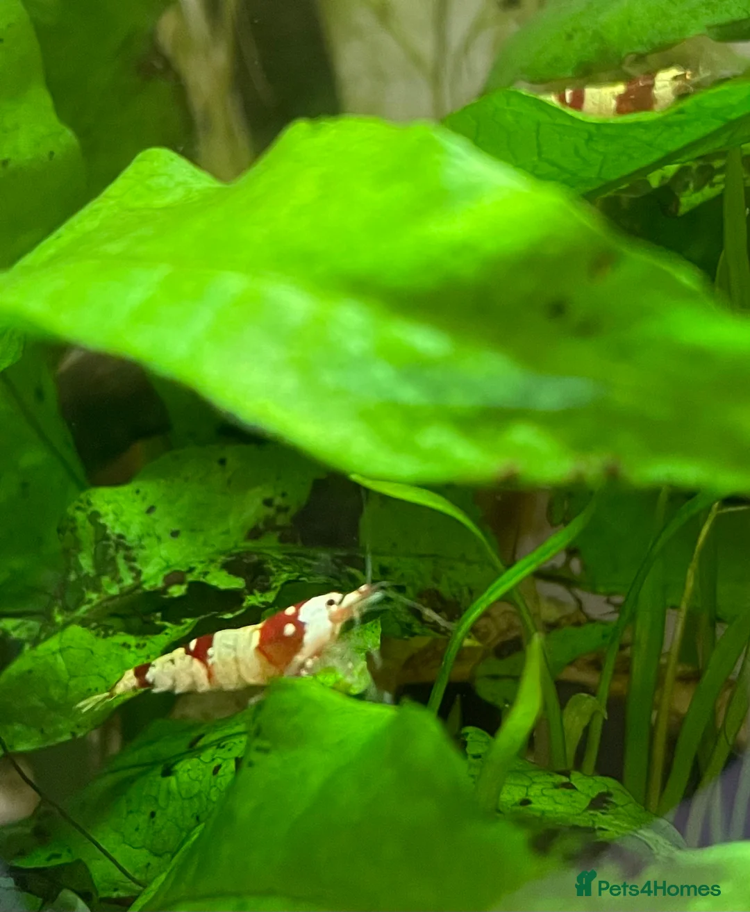 Shrimps fish for sale: Crystal Red Bee Shrimp (Caridina cantonensis) - Advert 2