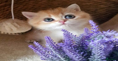 British Shorthair cats - Advert 3