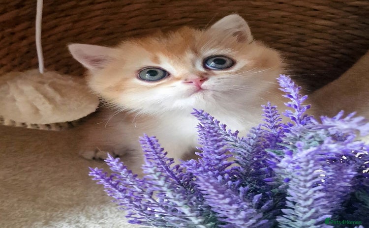 British Shorthair cats - Advert 3