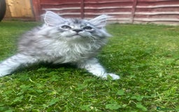 Maine Coon cats for sale: Main Coon kittens for sale - Image 9