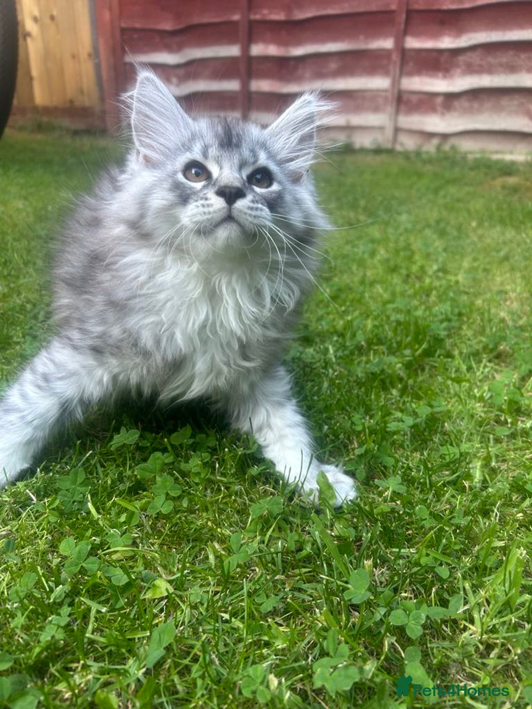 Maine Coon cats for sale: Main Coon kittens for sale - Image 9
