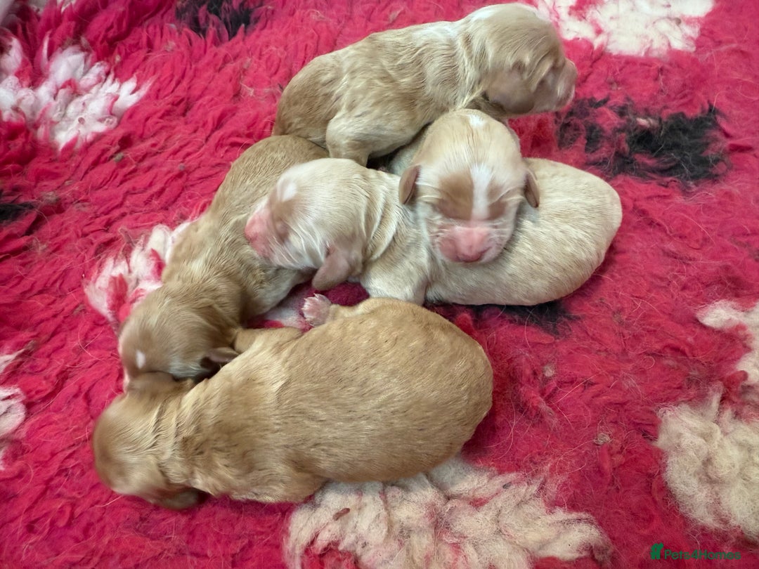 Cockapoo dogs for sale: Beautiful Health Tested F1 Show Cockapoos - Image 1