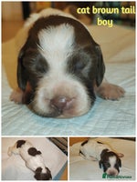 English Springer Spaniel dogs - Advert 5