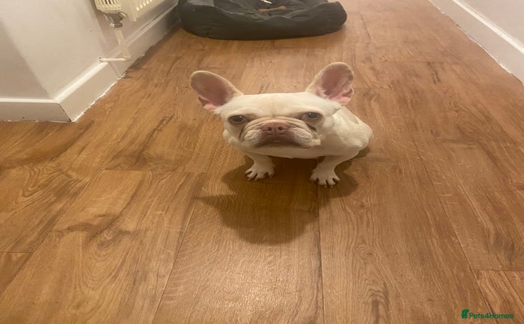 French Bulldog dogs - Advert 6