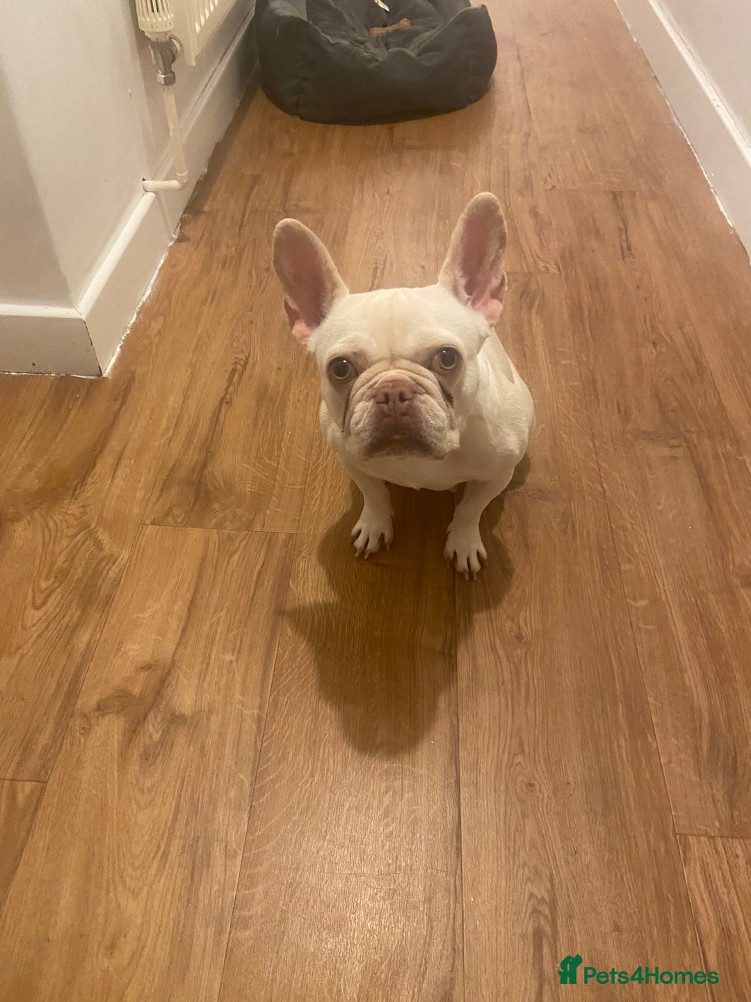 French Bulldog dogs for sale: Platinum French Bulldog - Image 1
