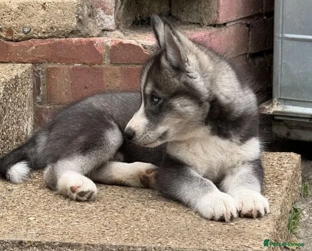 Siberian Husky dogs for sale: Siberian Husky Puppies With Beautiful Personalitie in Stoke-on-Trent - Advert 2