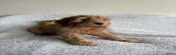 Cockapoo dogs for sale: Cuddly Cockapoo puppies!  - Advert 40