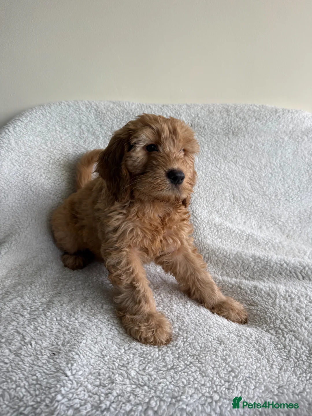 Cockapoo dogs for sale: Cuddly Cockapoo puppies!  - Advert 40