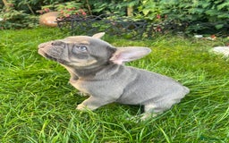 French Bulldog dogs for sale: KC registered french bulldogs  - Image 7