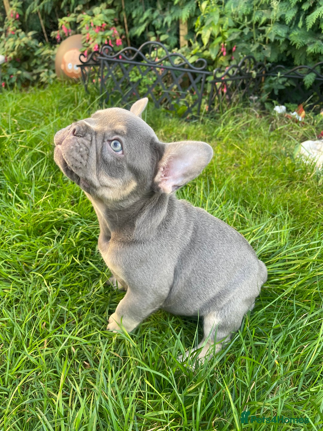 French Bulldog dogs for sale: KC registered french bulldogs  - Image 7