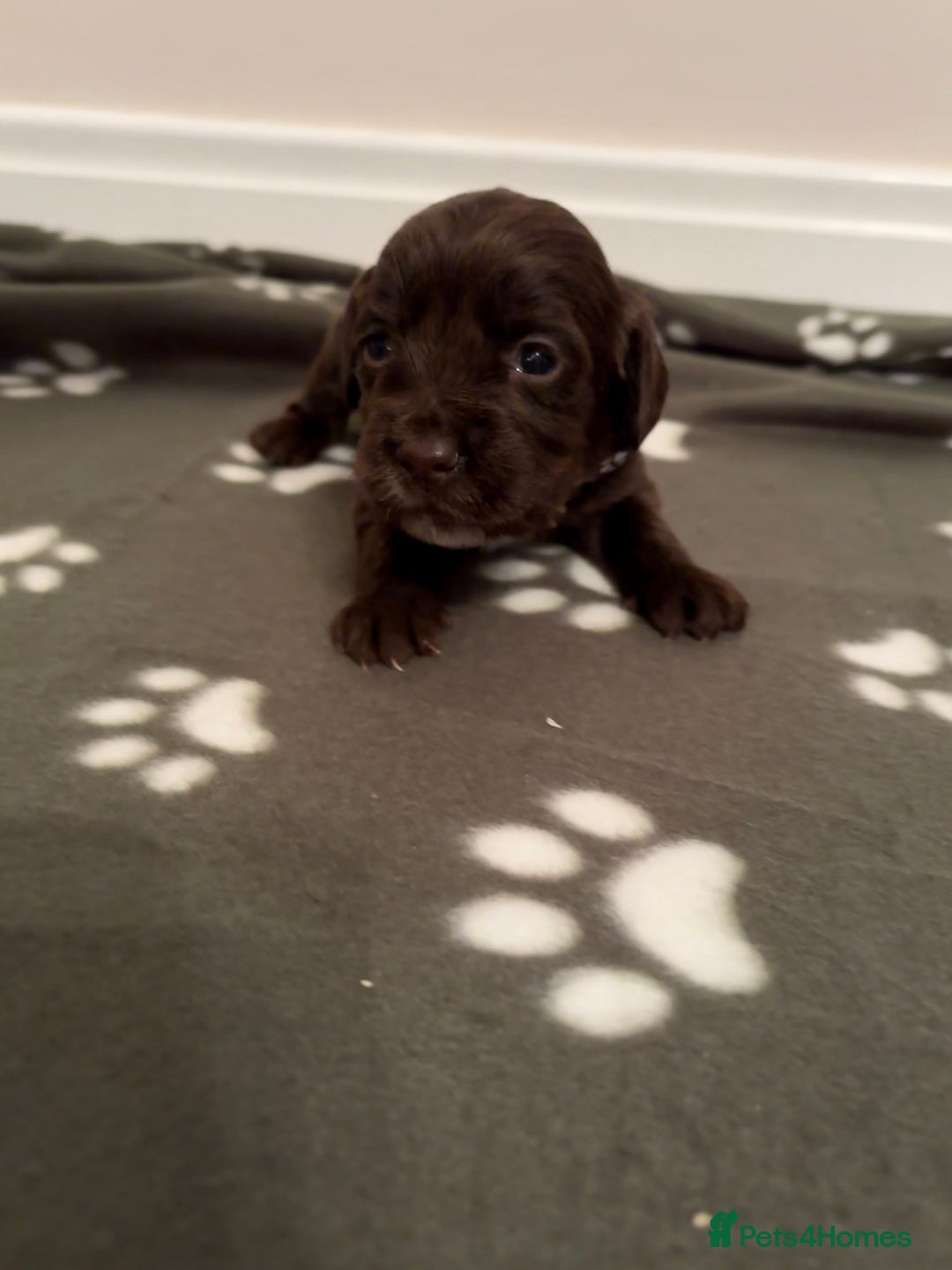 Cocker Spaniel dogs for sale: Stunning Chocolate KC cocker puppies - Advert 4