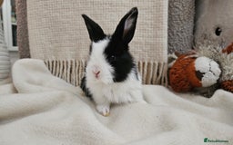 Mini Lop rabbits for sale: Adorable Baby Minilops Mixed - Image 2
