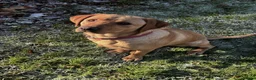 Labrador Retriever dogs for sale: Chunky Labrador Puppies ready for new homes 2wks  in Thetford - Advert 8