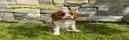Cavalier King Charles Spaniel dogs for sale: Beautiful health tested cavalier King Charles  - Advert 20