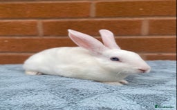 Rex rabbits for sale: Female & male mini rex rabbit kits VIENNA - Image 27