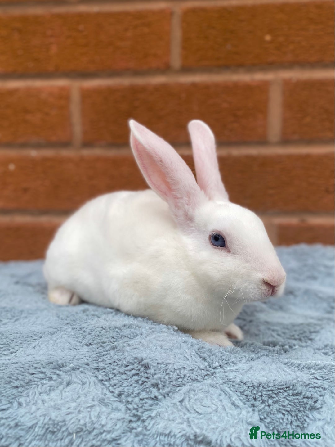 Rex rabbits for sale: Female & male mini rex rabbit kits VIENNA - Image 27