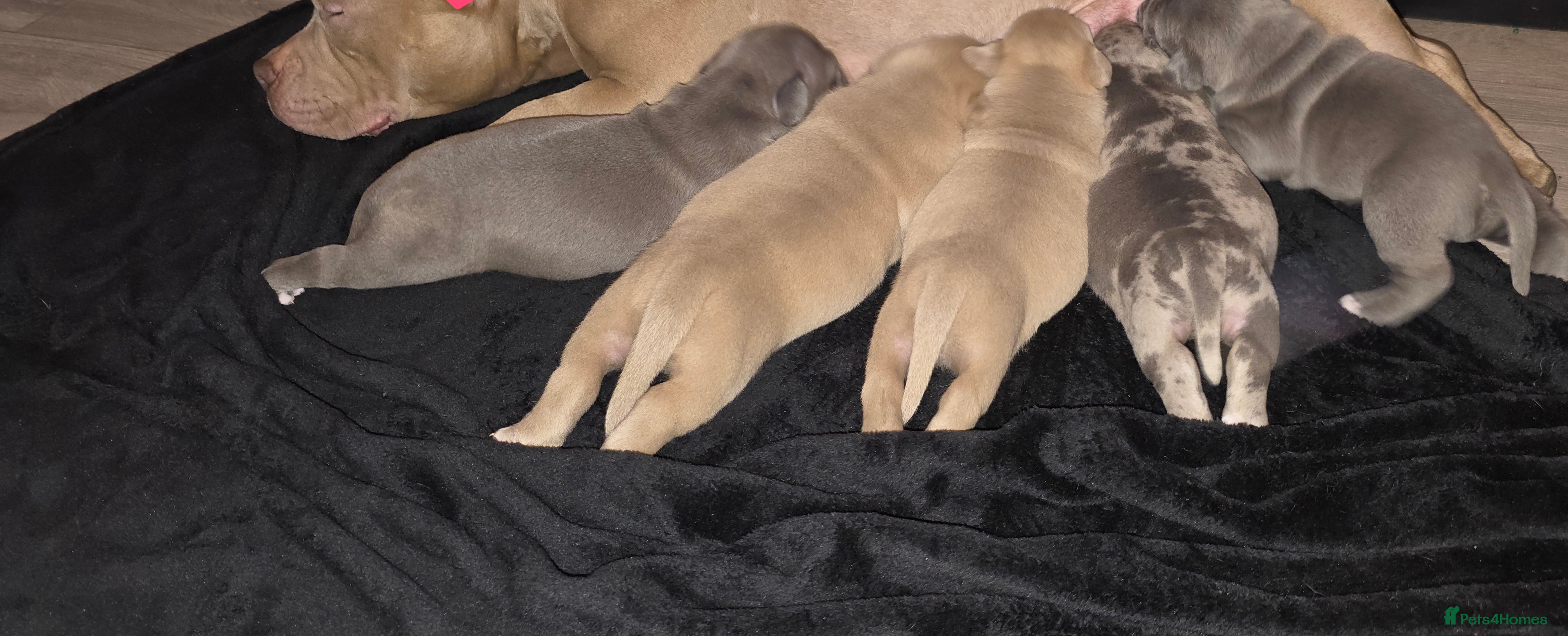 American Bully dogs Exclusive American Bully Pocket Premium Line - Advert 2