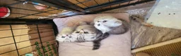 British Shorthair cats for sale: Amazing Scottish fold girls - Advert 25