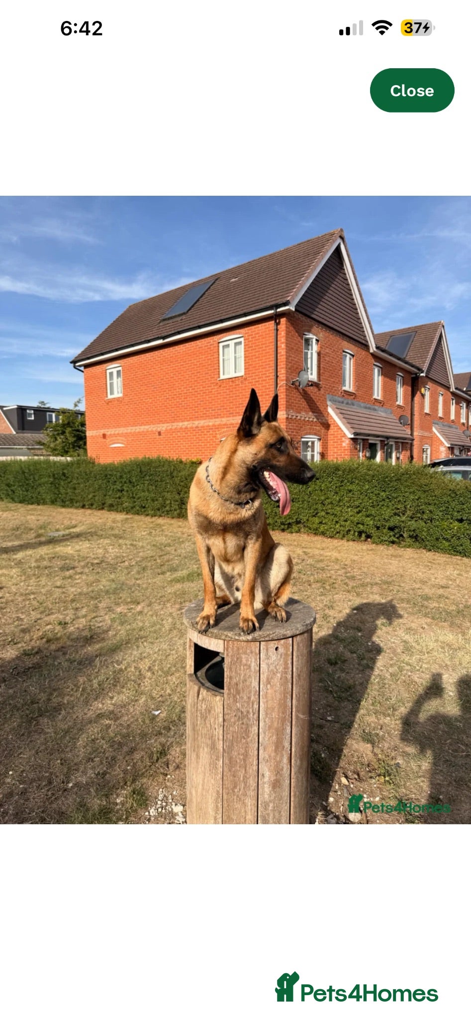 Belgian Shepherd Dog dogs Belgian malinois - Advert 3