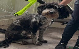 Cockapoo dogs for sale: Multi-Gen Cockapoo Puppies for sale.  - Image 15