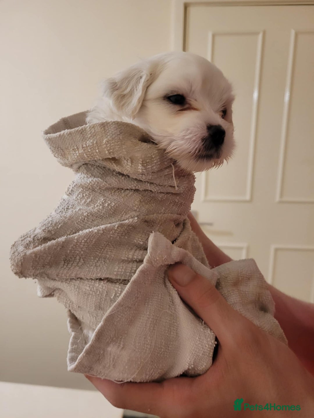 Maltese dogs for sale: Sale:4 maltese pups  - Image 8