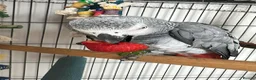 Parrots birds for sale: African Grey with lots of toys & food with cage  - Advert 2