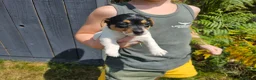 Jack Russell dogs for sale: Outstanding Jack Russell puppies - Advert 7