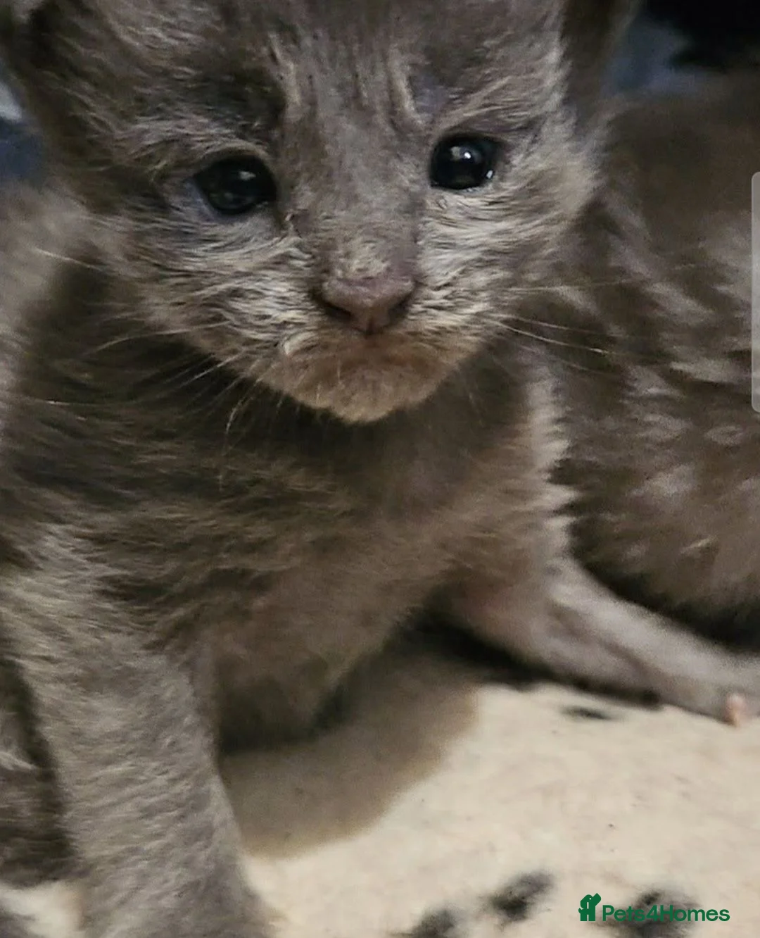 Maine Coon cats for sale: Maincoon kittens - Advert 5