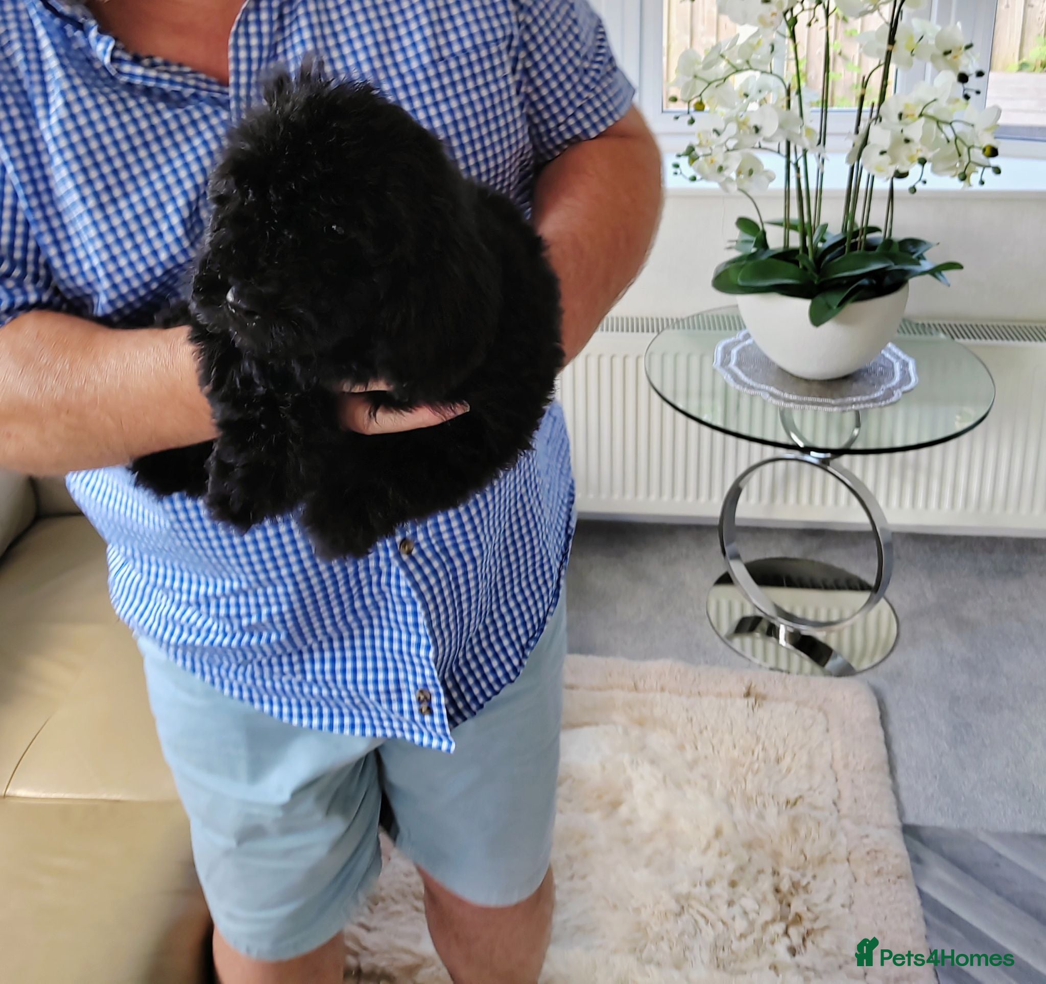 Cavapoo dogs  BEAUTIFUL DNA HEALTH TESTED PARENTS TOY CAVAPOO   - Advert 1