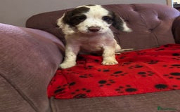 English Springer Spaniel dogs for sale: Stunning English springer spaniel puppies  - Image 5