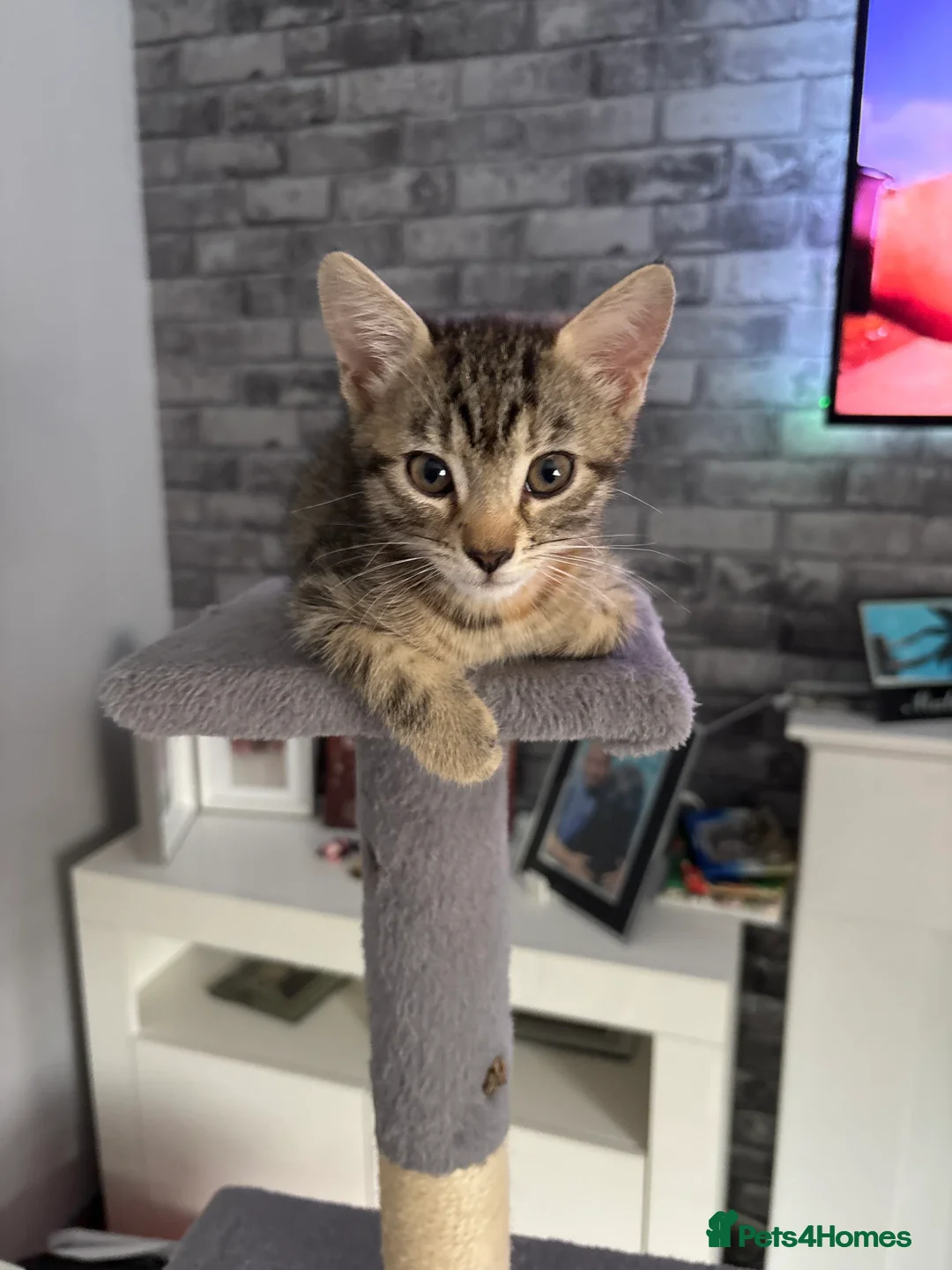 British Shorthair cats for sale: Beautiful female Tabby kitten - Image 1