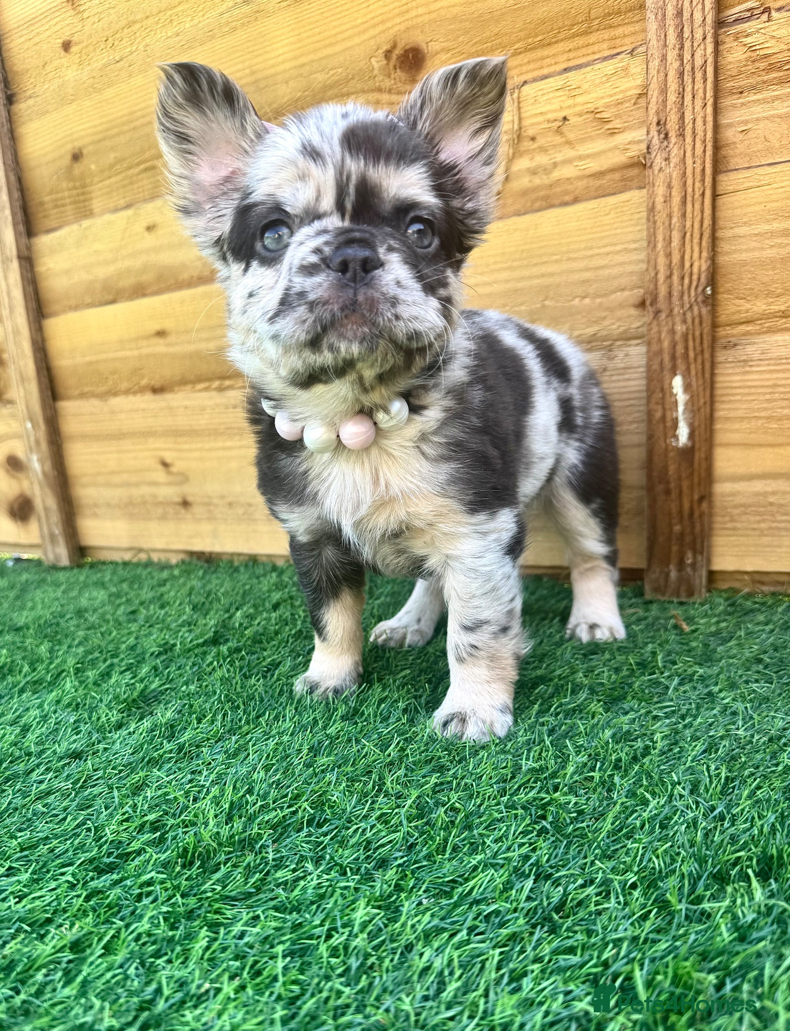 French Bulldog dogs 𝒮𝓉𝓊𝓃𝓃𝒾𝓃𝑔 𝒯𝒾𝓃𝓎 𝒻𝓇ℯ𝓃𝒸𝒽𝒾ℯ𝓈 - Advert 1