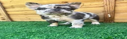 French Bulldog dogs for sale: Outstanding Family Raised frenchies❤️ READY NOW  - Advert 9