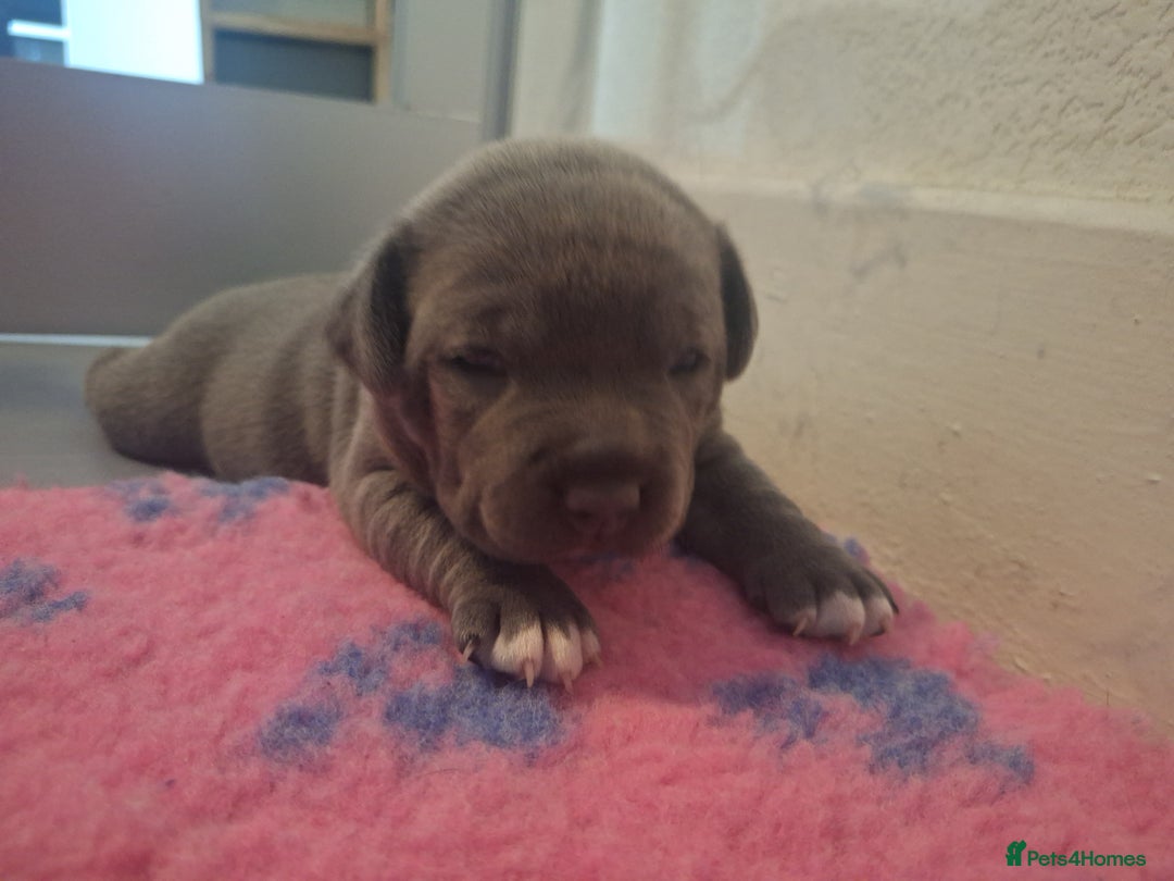 Staffordshire Bull Terrier dogs for sale: Blue Staffordshire Bull Terrier Puppies - Image 6
