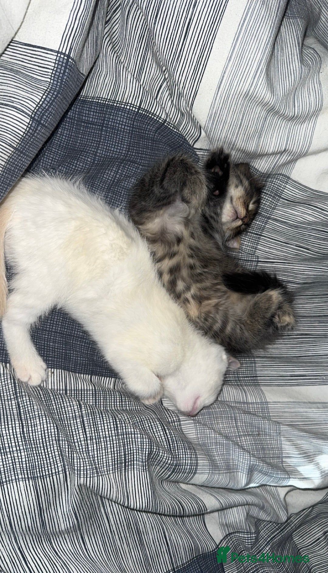 Mixed Breed cats for sale: Two beautiful kittens  - Image 2