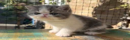 Exotic cats for sale: Outstanding Exotic Shorthair Kittens - Advert 15