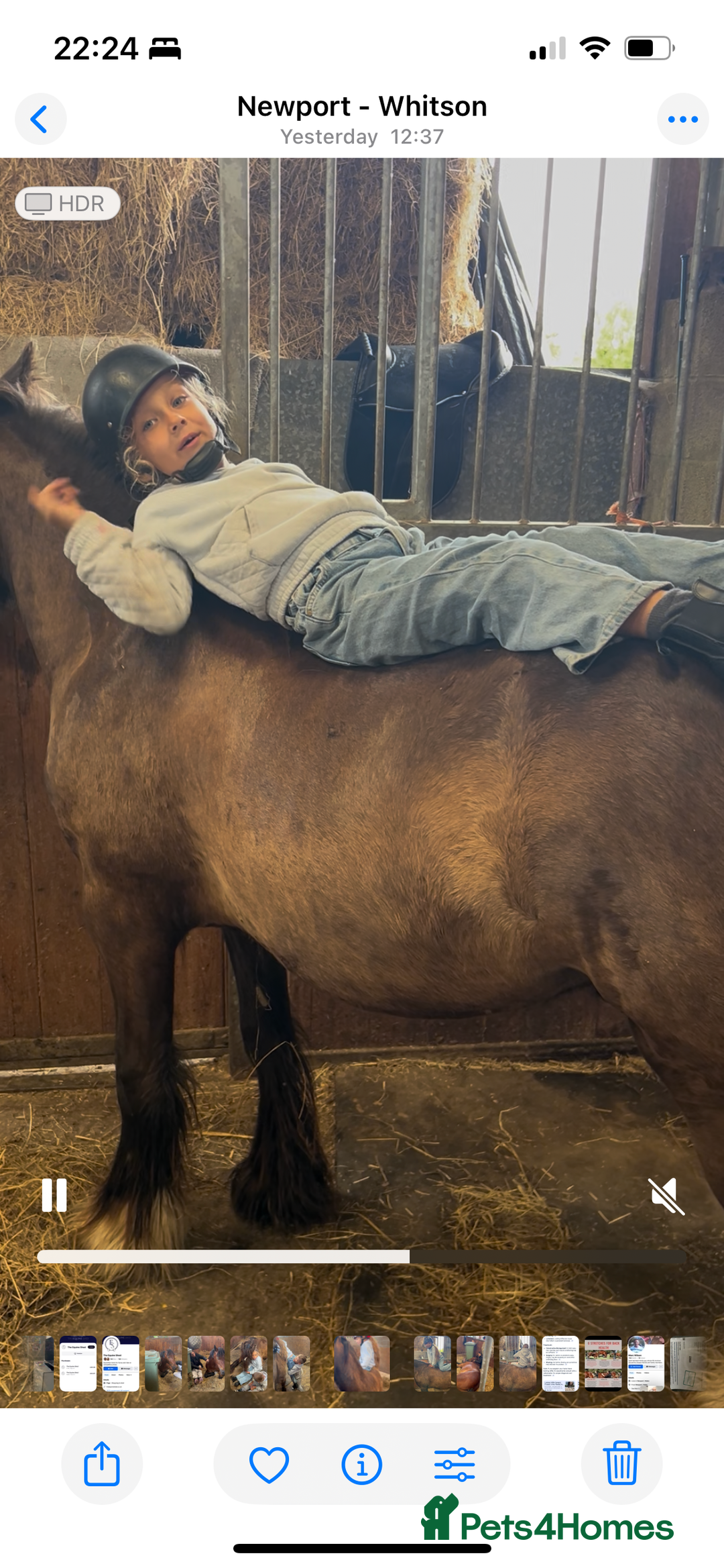 Irish Cob horses for sale: Very soft boy  - Image 10