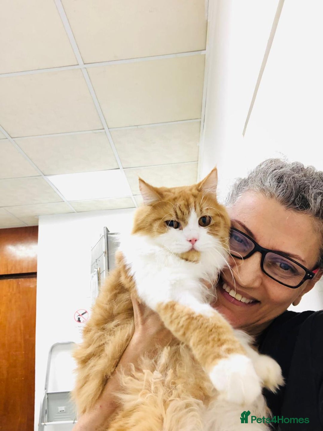 Mixed Breed cats for adoption: ASTRO -BIG BOY CALM NEUTERED AFFECTIONATE  - Advert 5