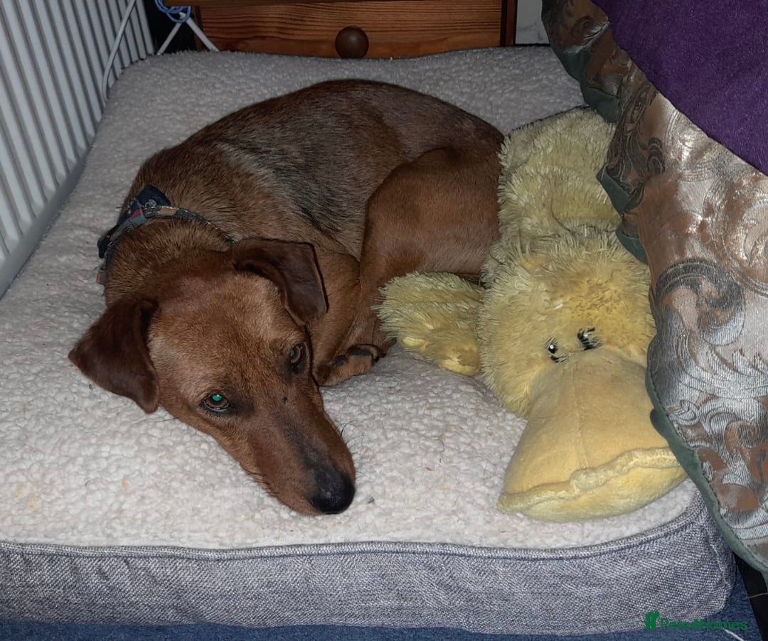 Fox Terrier dogs for adoption: Sweet Felix Needs LOVE - Advert 18