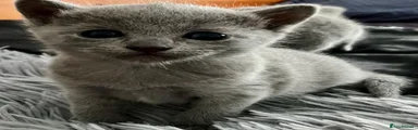 Russian Blue 1