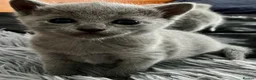 Russian Blue cats for sale: grey-furred russian blue - Advert 3
