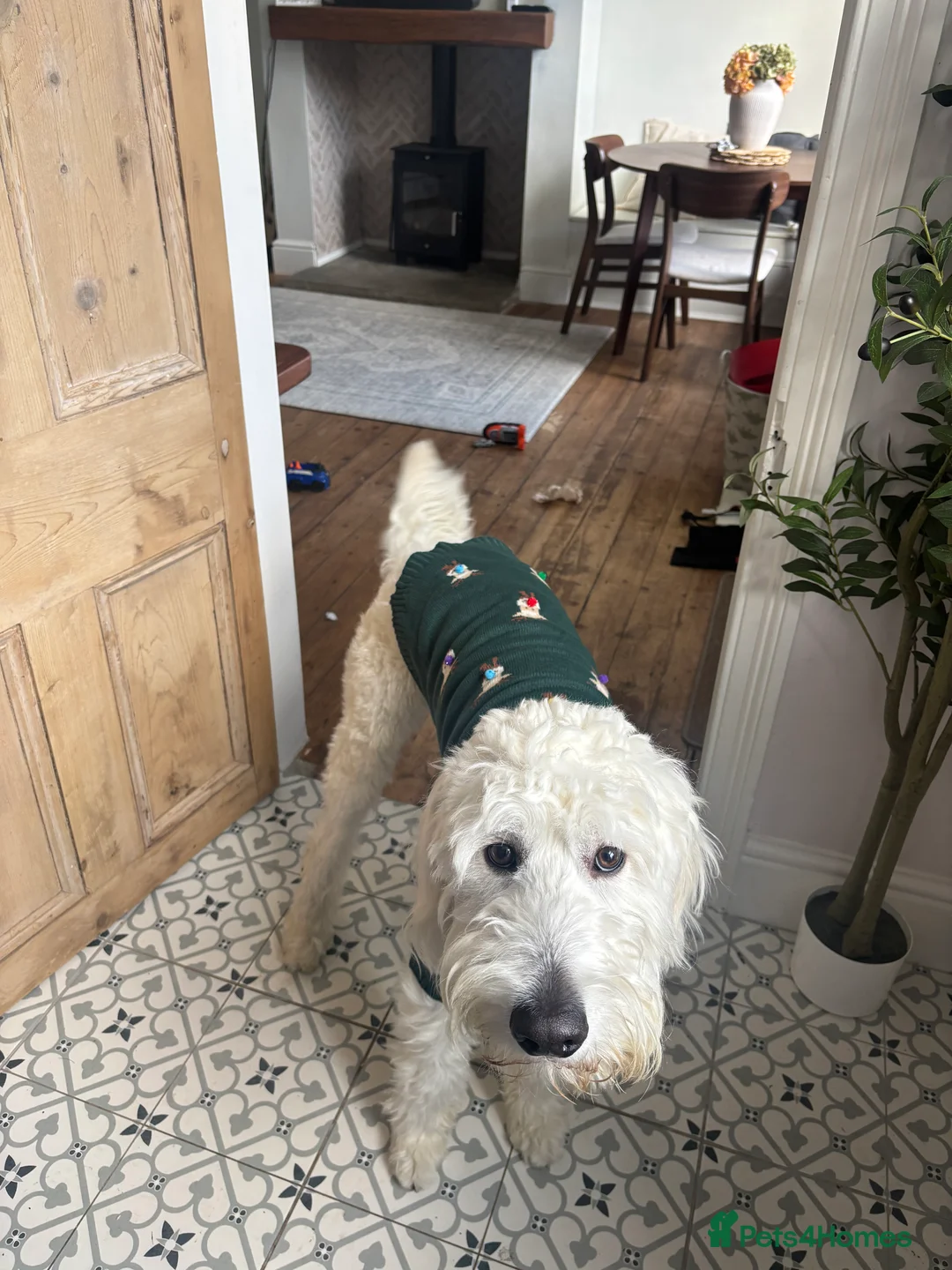 Goldendoodle dogs for sale: 1 year old Goldendoodle -  Wolfie - Advert 1
