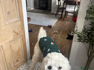 Goldendoodle dogs 1 year old Goldendoodle - Wolfie - Advert 4