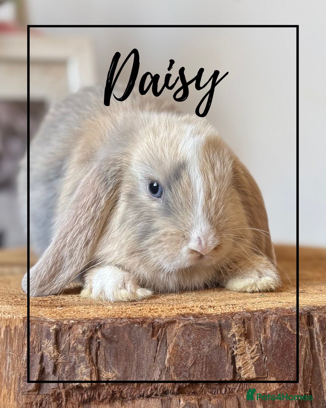 Mini Lop rabbits Mini lop buns looking for homes Adults £20 - Advert 1