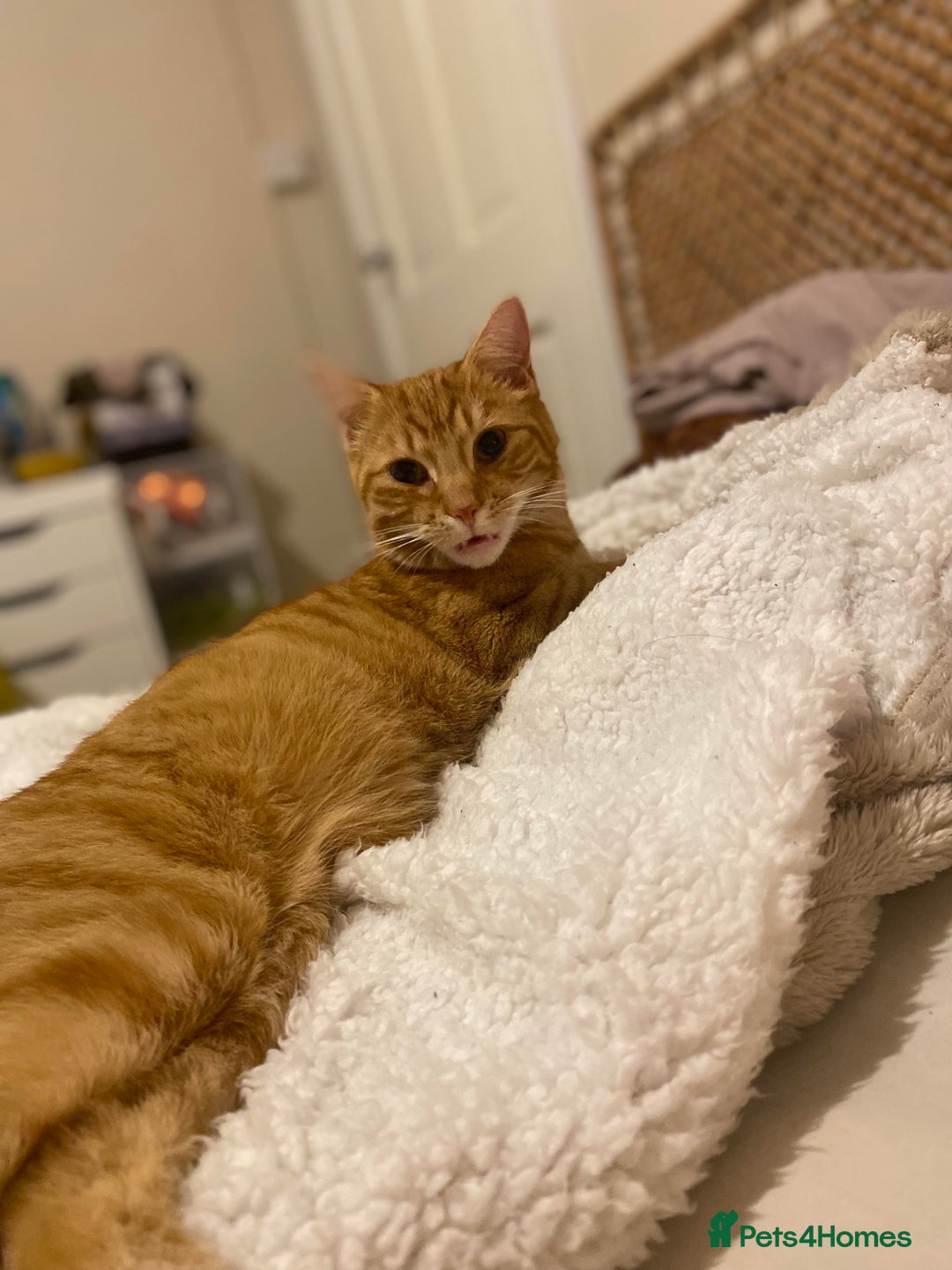 Mixed Breed cats for sale: Two Female Kittens Looking For a Forever Home  - Advert 2