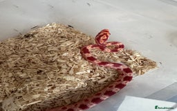 Corn Snake reptiles for sale: Corn snakes and leopard geckos babies - Image 3