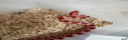 Corn Snake reptiles for sale: Corn snake hatchlings cb25 corn snakes  - Advert 2