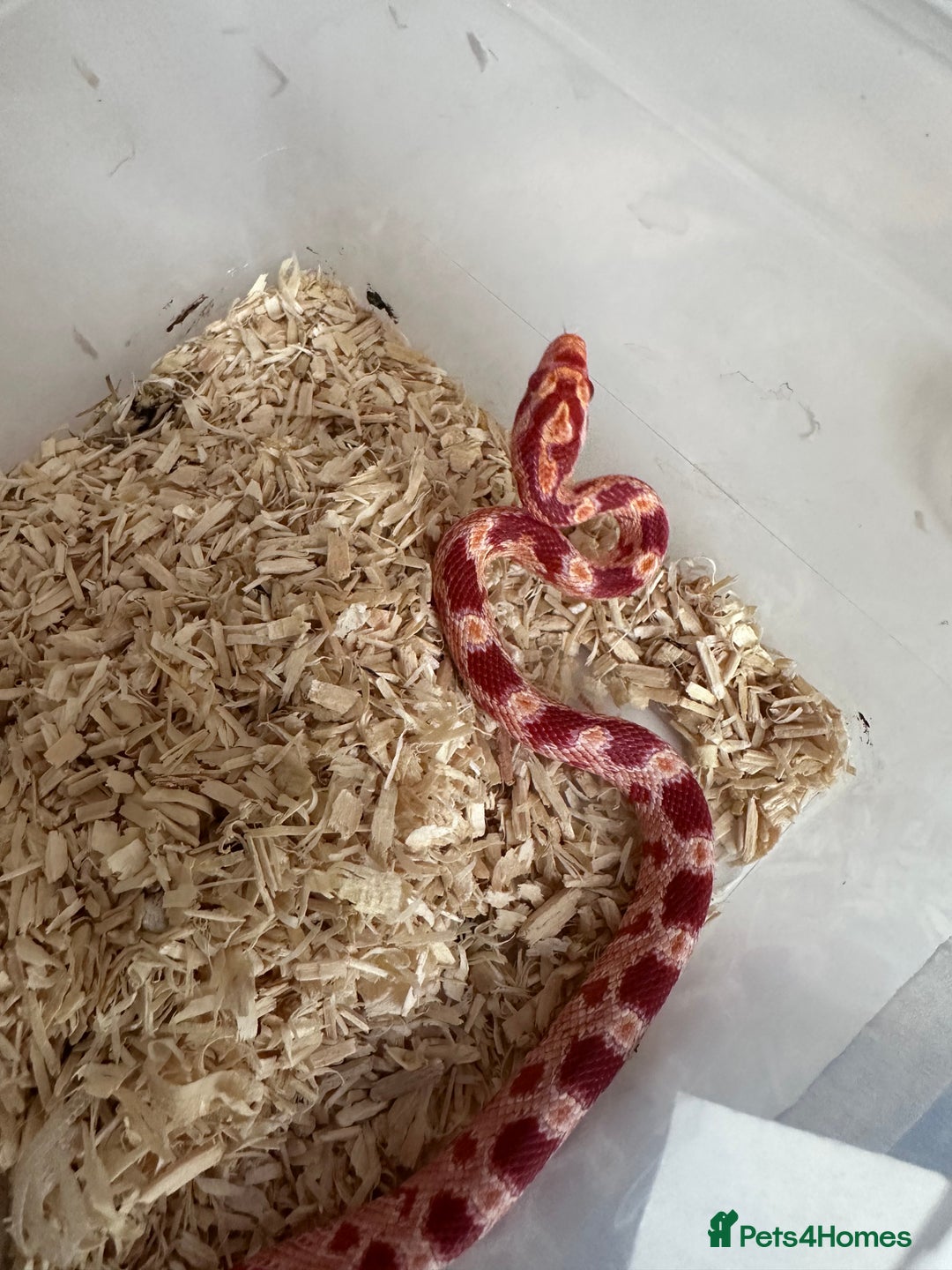 Corn Snake reptiles for sale: Corn snakes and leopard geckos babies - Image 3