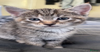 Mixed Breed cats - Advert 6
