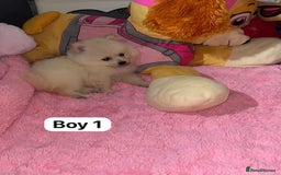 Pomeranian dogs for sale: Beautiful Pomeranian puppy’s  - Image 4